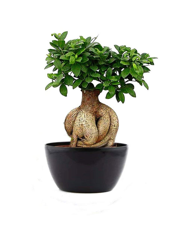 Ficus Bonsai