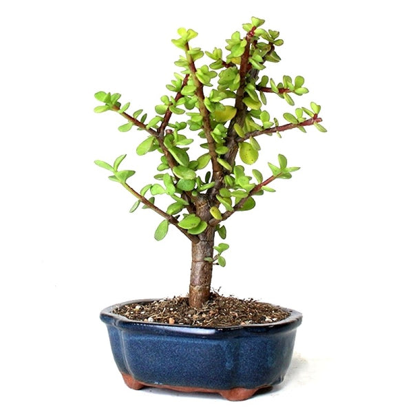 Jade Bonsai : Symbol of Prosperity