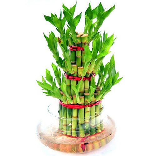 3 Layer Bamboo