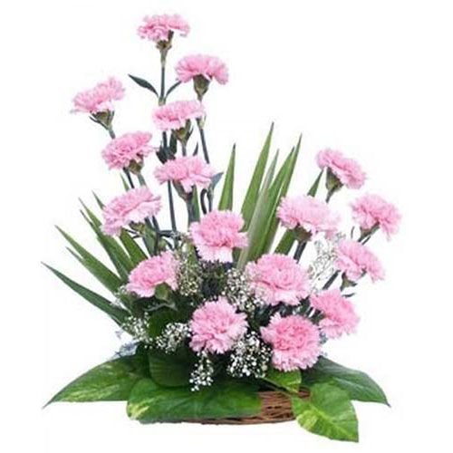 Light Pink Carnations