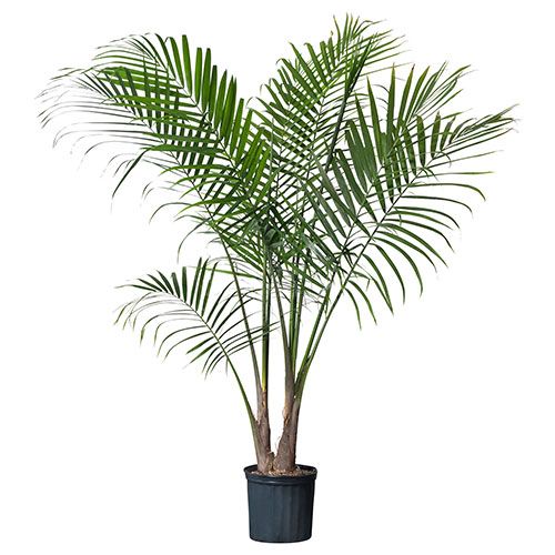 Areca Palm