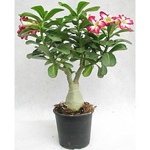 Adenium Rose Plant