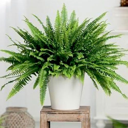 Boston Fern Plant