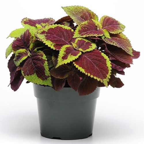 Coleus Plant