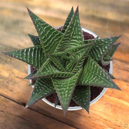 Haworthia Plant