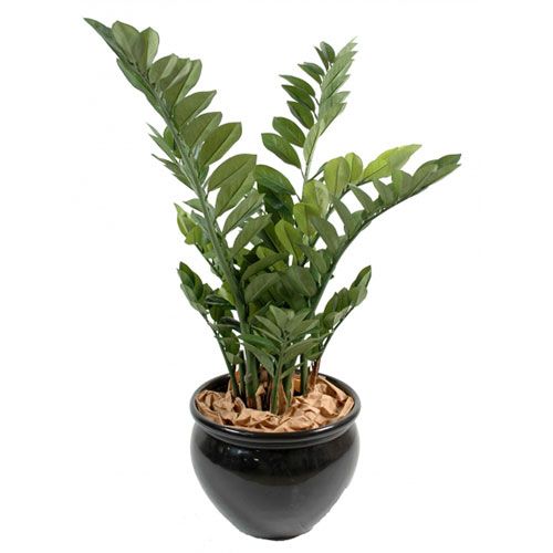 Zamia Palm