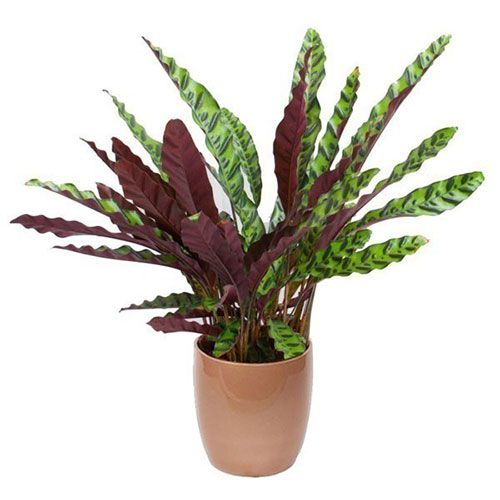 Maranta Plant