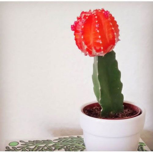 Moon Cactus Plant