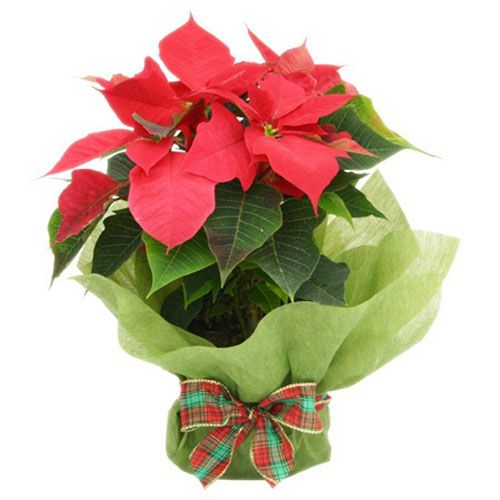 Poinsettia Red Plant