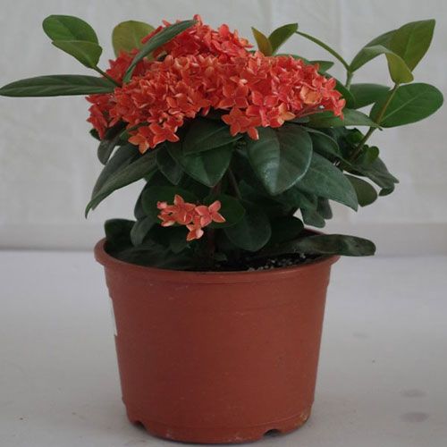 Red Ixora Coccinea plant