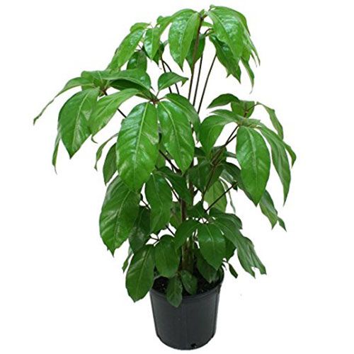 Schefflera Amate