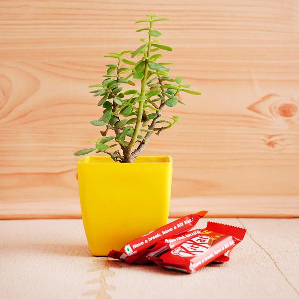 Jade Plant with Kitkat