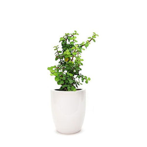 Zade plant