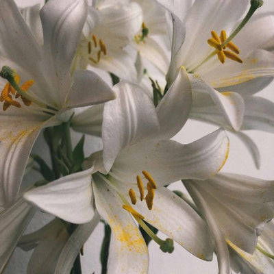 Lilies