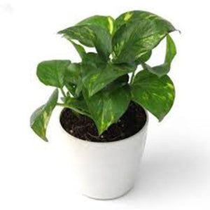 Money plant