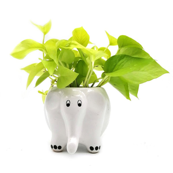 Money Plant in Elephant Pot