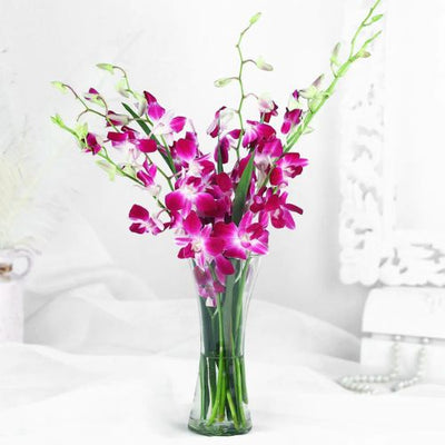 Orchids