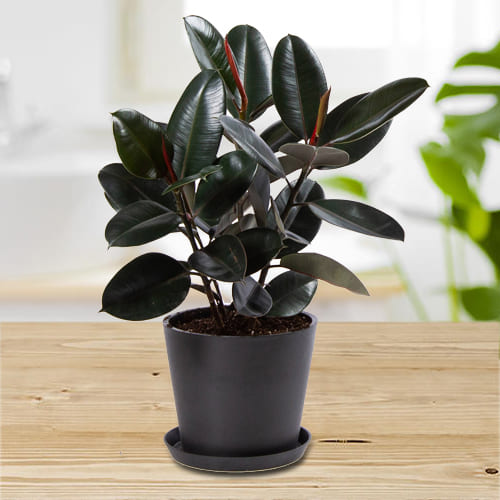 Rubber Plant in Black Pot