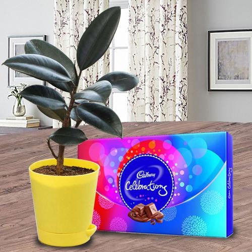 Rubber Plant with Celebrations