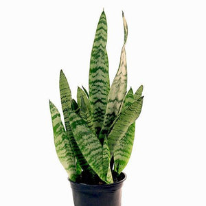 Snake plant