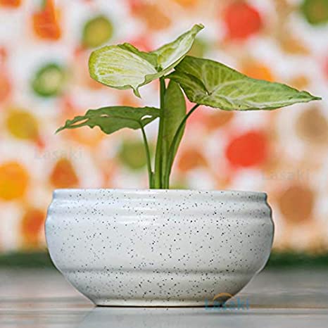 Syngonium in White Bowl