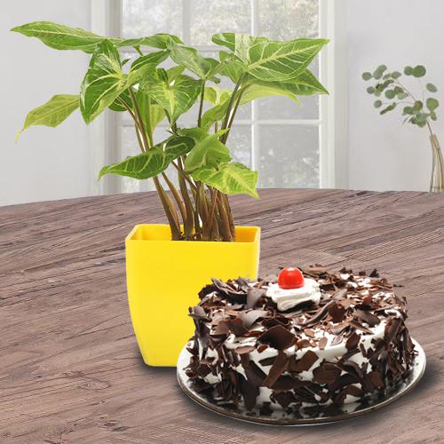 Syngonium with Blackforest Cake