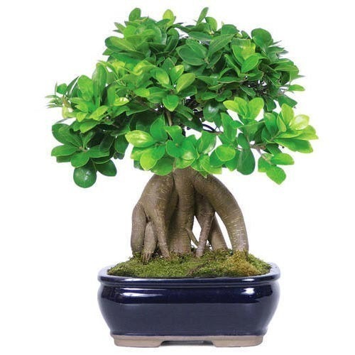 The Aged Bonsai