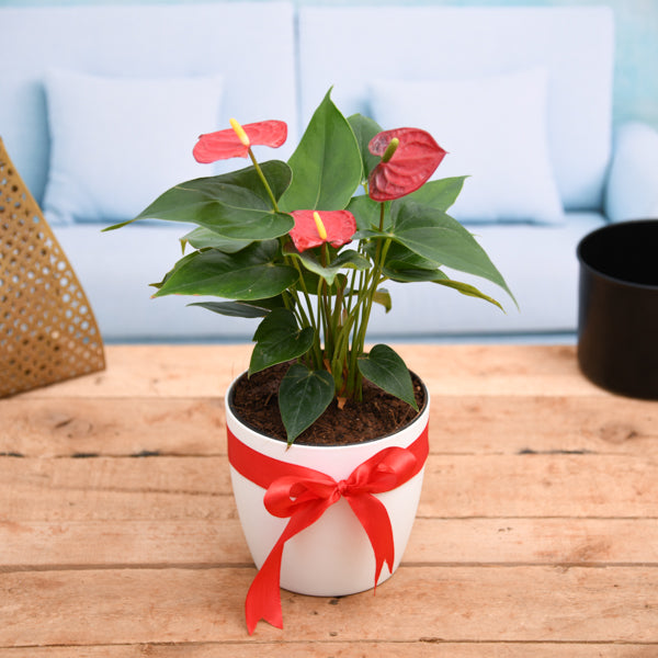 Red Anthurium Plant