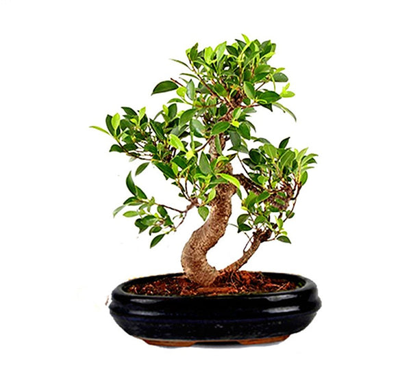 Trayed Bonsai