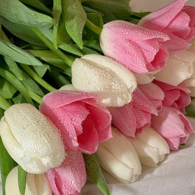 Tulips