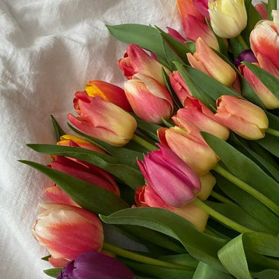 Tulips