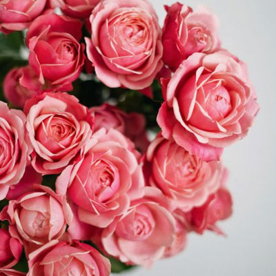 Roses