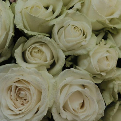 White Roses