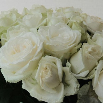 White Roses
