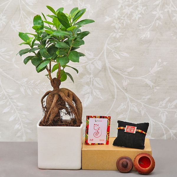 Bonsai Rakhi Gift