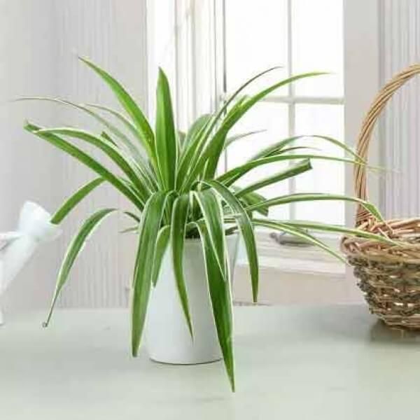 Colophytam Plant In white Pot