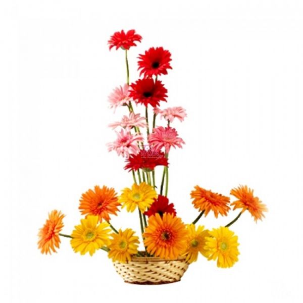 Crowny Gerberas