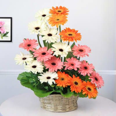 Gerbera Superb Arrangement