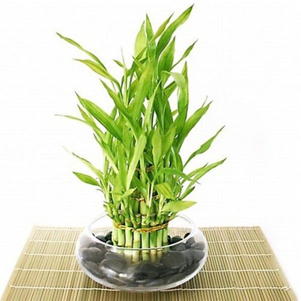 Good Luck Bamboo – Flowers Hut