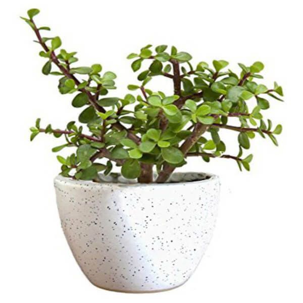 Jade Plant in White Pot