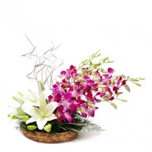 Luxurious Lilies Orchid