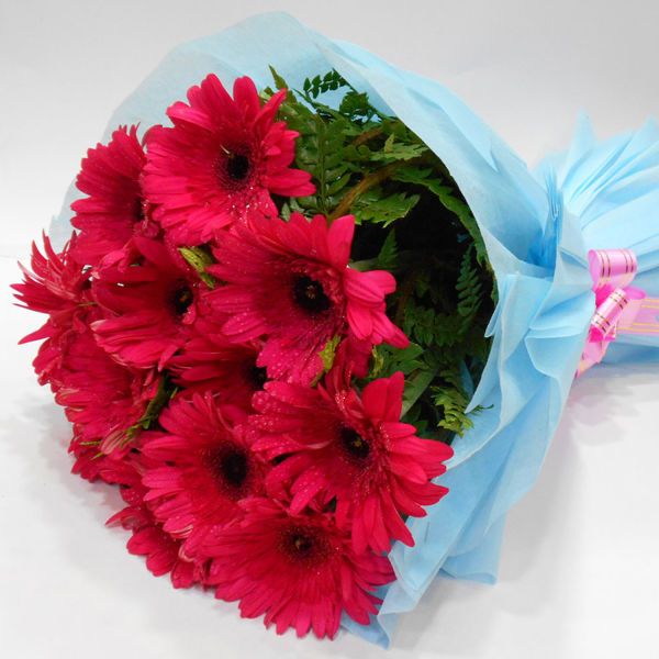 Pink Gerbera Special