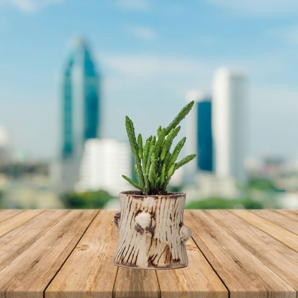 Cactus in Tree Pot