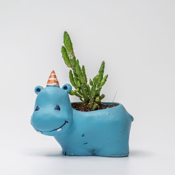 Rhyno Planter Cactus