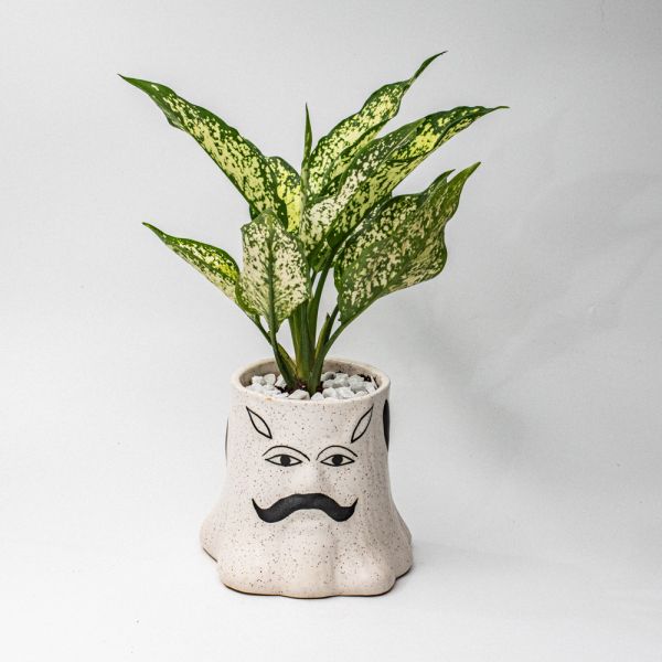 Moustachy Agnolima Present