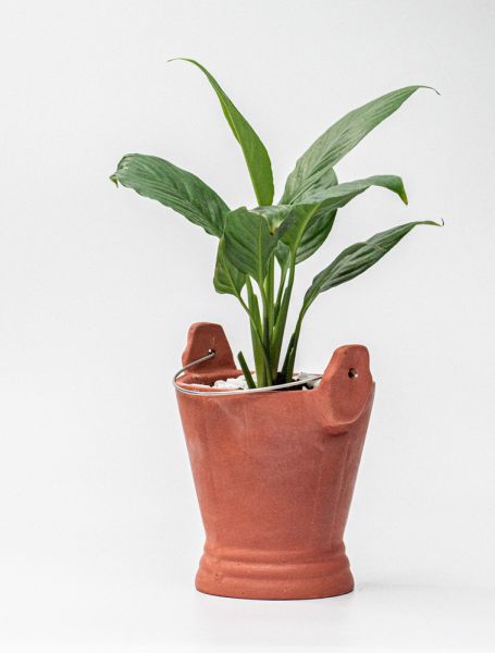 Peace Lily in Bucket