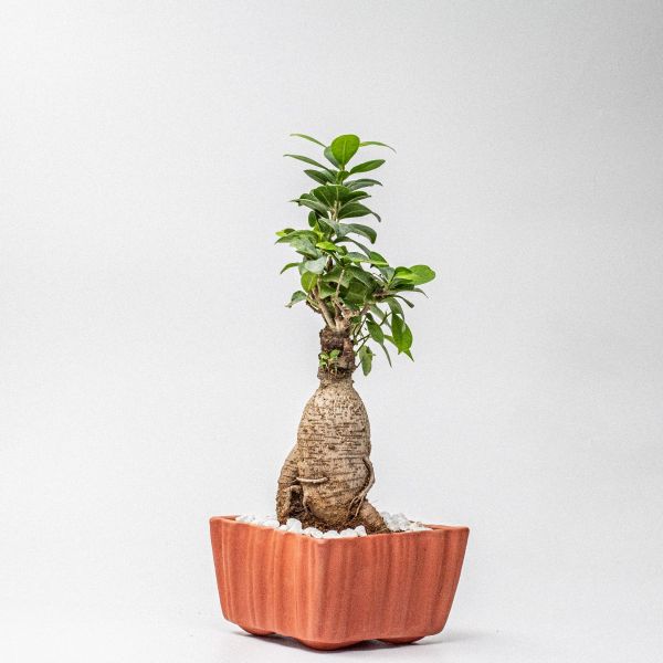 Bricky Ficus Bonsai