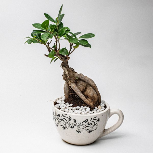 Cup holding Ficus Bonsai