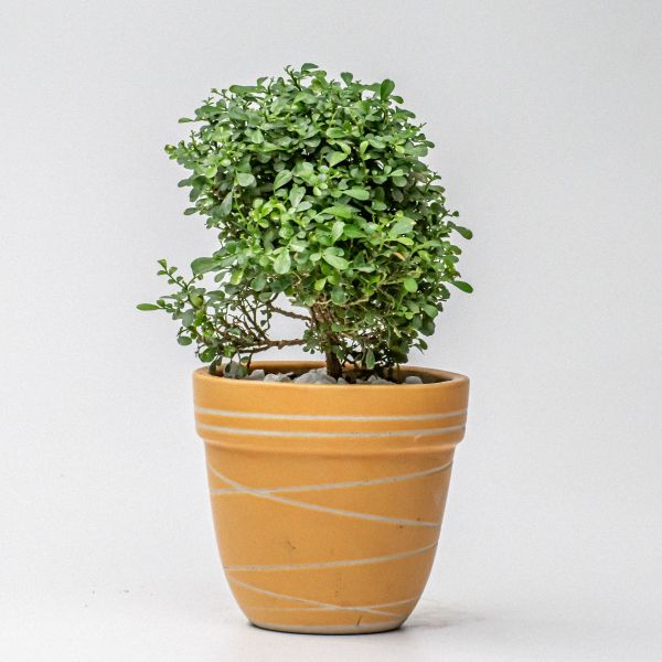 Bush Tree in Plane Pot – Flowers Hut