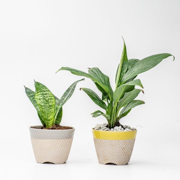 Set of Triplet(Snake, Peace Lily, Agnolima)